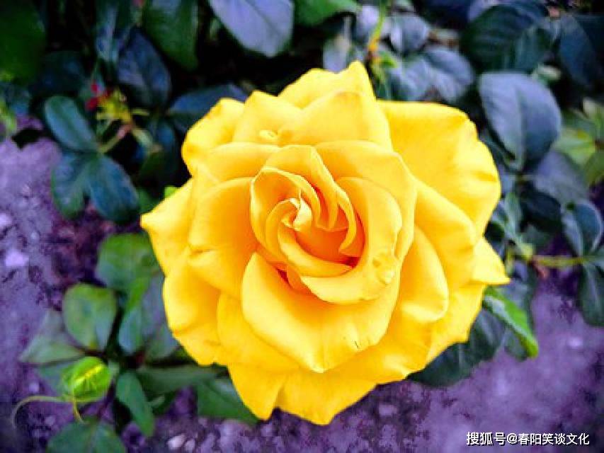 开云体育入口-精致配合令人赞叹不已